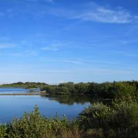 mangroves