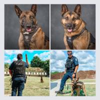 K9