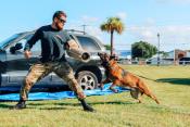 K9